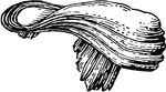 An illustration of the operculum of the maclurites, an extinct genus of snails.