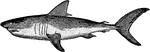 Lamniformes is an order of sharks, also known as mackerel sharks (which may also be used to refer to the sub-group of Lamniformes, Lamnidae). It includes some of the most familiar species of sharks, such as the great white shark, and some extremely rare types, such as the megamouth shark.