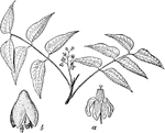 An illustration of a mahogany branch, flower (a), and fruit (b).