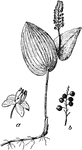 An illustration of flowering plant of the Canadian mayflower, flower (a), and fruit (b). Maianthemum canadense (Canadian May-lily, Canada Mayflower, False Lily-of-the-valley, Canadian Lily-of-the-valley, Twoleaved Solomonseal) is a dominant understory perennial flowering plant in the family Ruscaceae, native to the sub-boreal conifer forests in Canada and the northern United States, from Yukon and British Columbia east to Newfoundland and south to Nebraska and Pennsylvania, and also in the Appalachian Mountains to northern Georgia. It can be found growing under both evergreen and deciduous trees.