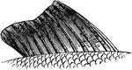 An illustration of a fish fin.