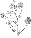 An illustration of a mallow branch with flower (a), fruit (b), and one of the carpels (C). Malvaceae, or the mallow family, is a family of flowering plants containing over 200 genera with close to 2,300 species.