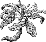 An illustration of a flowering mandrake plant. Mandrake is the common name for members of the plant genus Mandragora belonging to the nightshades family (Solanaceae). Because mandrake contains deliriant hallucinogenic tropane alkaloids such as hyoscyamine and the roots sometimes contain bifurcations causing them to resemble human figures, their roots have long been used in magic rituals, today also in neopagan religions such as Wicca and Germanic revivalism religions such as Odinism.