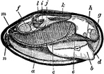 "Longitudinal Section through a Fresh-water Mussel. a, edge of mantle; b, foot, with position of ganglion indicated; c, gills; d, mouth; e, tentacles or palps; f, posterior adductor muscle; g, anterior adductor; h, head-ganglion; i, ventricle of heart; j, auricle of heart; k, rectum; l, kidney; m, exhalent aperture; n, inhalent aperture." -Vaughan, 1906