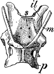 An illustration of the pelvis of a spiny anteater. "m, marsupial bones; il, ilium; p, pubis; s, sacrum." -Century, 1889