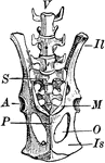 An illustration of a kangaroo pelvis. "M, marsupial bones, borne upon P, pubis; Il, ilium; Is, ischium; O, obturartor foramen; A, acetabulum; S, sacrum;