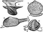 "Several Forms of Bivalves. A, Avicula; B, Pectunculus, with extended foot (a); C, Venus, with respiratory siphons (a, b) and extended foot (c); D, Mya truncata, showing respiratory siphons (a, b) and foot (c)." -Vaughan, 1906