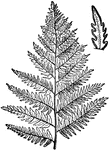 "End of Branch, Common Brake. Bracken (Brake), a species of fern very common in America and Europe generally, and often covering large areas on hillsides and on untilled grounds." -Vaughan, 1906