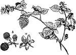 "Branch of Common Bramble. a.-- Flower; b.-- Fruit. Bramble, the name commonly applied to the bush with trailing prickly stems which bears the well-known berries usually called in Scotland brambles, and in England blackberries." -Vaughan, 1906