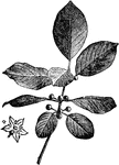 "Alder Buckthorn. Buckthorn, the name of an extensive genus of trees and shrubs, order Rhamnaceae." -Vaughan, 1906