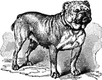 "Bulldog, a variety of the common dog, remarkable for its short, broad muzzle, and the projection of its lower jaw, which causes the lower front teeth to protrude beyond the upper." -Vaughan, 1906