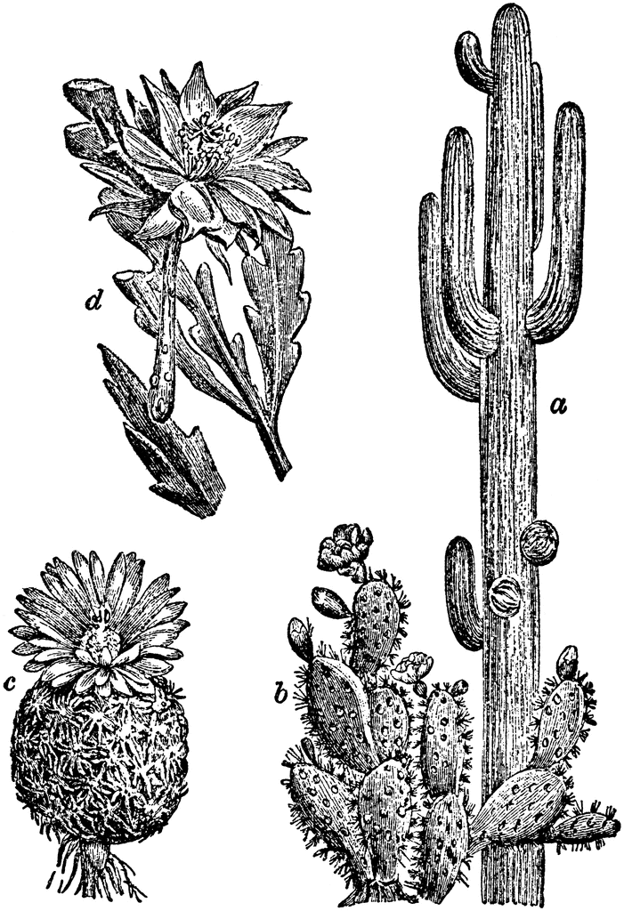 Various Cacti | ClipArt ETC