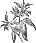 "Capsicum, a genus of annual, sub-shrubby plants, with a wheel-shaped corolla, projecting and converging stamens, and a many-seeded berry." -Vaughan, 1906
