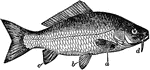 "Carp (Cyprinus carpio). a.-- fore fin; b.-- hind fin; c.-- anal fin; d.-- large barbule. Carp, a genus of soft-finned abdominal fish distinguished by the small mouth, toothless jaws, and gills of three flat rays." -Vaughan, 1906