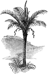 The Sago Palm (Metroxylon sagu) is a tree in the Arecaceae family of palms.