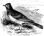 "Sky-Lark. Upper parts grayish-brown, the feathers with darker centers; under parts whitish, tinged with buff across breast and along sides, and there streaked with dusky; a pale superciliary line; wings with much whitish edging; outer tail-feather mostly white, the next one or two with white borders." Elliot Coues, 1884
