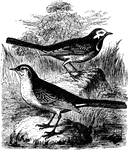 A (Motacilla alba) or White Wagtail (upper) and a (Motacilla flava) Yellow Wagtail (lower) sitting on the rocks in a grassy area. "The White Wagtail - Head black, with a broad mask of white across forehead and along side; the black extending on the fore-breast; wings blackish, with much white edging and tipping of the quills and greater coverts; tail black, the two lateral feathers on each side mostly white; back and sides ashy; lower parts mostly white; bill and feet black. In winter black more restricted, in part replaced by gray. The Yellow Wagtail has characters of the Motacilla alba; tail shorter, not exceeding the wing length; hind claw lengthened and straightish; hind toe and claw nearly as long as the tarsus. Coloration chiefly yellow and greenish." Elliot Coues, 1884