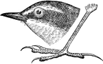 "The Yellow Wagtail or Motilla flava has characters of the Motacilla alva; tail shorter, not exceeding the wing length; hind claw lengthened and straightish; hind toe and claw nearly as long as the tarsus. Coloration chiefly yellow and greenish." Elliot Coues, 1884