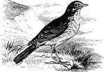 "Meadow Pipit or Anthus pratensis. Upper parts greenish-brown distinctly marked with blackish-brown centres of the feathers; wing-quills and coverts clove-brown, edged with greenish-gray. Tail-feathers dark brown, edged with the greenish shade of the back, the outer one obliquely white for nearly half its length, and others with white at the end. Cheeks olivaceous, speckled with dusky. Under parts brownish-white with a tinge of green, marked on the breast and sides with brownish-black streaks running forward as a maxillary chain; chin, belly, and under tail-coverts unmarked. Bill dusky above and at end, the rest livid flesh-color; feet obscure flesh-color; iris blackish." Elliot Coues, 1884