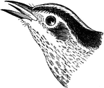 "Black and White Creeper or Mniotilta varia. Black; edges of feathers of upper parts, coronal, superciliary, and maxillary stripes, tips of greater and median wing-coverts, outer edges of inner secondaries and inner edges of quills and tail-feathers, and spots on inner webs of lateral tail-feathers, white; under parts mostly white with black streaks on sides and crissum; bill and feet black. Similar: less black in proportion to the white, being mostly white below." Elliot Coues, 1884