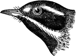 "Black-throated Gray Warbler or Dendroica nigrescens. Above, bluish-ash, the interscapular region, and usually also the upper-tail coverts, streaked with black. Entire head, with chin and throat, black; a sharply defined yellow spot before the eye, a broad white stripe behind the eye, and a long white maxillary stripe widening behind from the corner of the bill of the side of the neck. Wings fuscous, with much whitish edging, and crossed with two broad white bars on the ends of the greater and median coverts. Tail like the wings, the three lateral feathers mostly white, except on the outer webs, the fourth with a white blotch. Bill and feet black." Elliot Coues, 1884