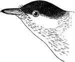 "Black-poll Warbler or Dendroica striata. Back, rump, tail-coverts grayish-olive, heavily streaked with black; whole crown pure glossy black. Below, pure white; a double series of black streaks starts from the extreme chin, and diverges to pass one on each side to the tail, the streaks being confluent anteriorly, discrete posteriorly. Side of the head above the chain of streaks pure white, including lower eyelid. Wings dusky, the primaries with much greenish edging, the inner secondaries with whitish edging, the greater median coverts tipped with white, forming two crossbars. Tail like the wings, with rather small white spots at the ends of the inner webs of two or three outer feathers. Upper mandible brownish-black; lower mandible with the feet flesh-colored or yellowish." Elliot Coues, 1884