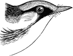 "Chestnut-sided Warbler, Dendroica pensylvanica. Back streaked with black and pale yellow (sometimes ashy or whitish); whole crown pure yellow, immediately bordered with white, then enclosed with black; sides of head and neck and whole under parts pure white, former with an irregular black crescent before the eye, one horn extending backward over the eye to border the yellow crown and be dissipated on the sides of the nape, the other reaching downward and backward to connect with a chain of pure chestnut streaks that run the whole length of the body, the under eyelid and auriculars being left white; wing-bands generally fused into one large patch, and, like the edging of the inner secondaries, much tinged with yellow; tail-spots white, as usual; bill blackish, feet brownish." Elliot Coues, 1884