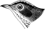 "Golden-crowned Wagtail Warbler. Golden-crowned Accentor. Golden-crowned Thrush. Oven-bird. Seiurus aurocapillus. Entire upper parts, including the wings and tail, uniform bright olive-green, without markings. Top of head with black lateral stripes, bounding a golden-brown or dull orange space. A white ring round eye; no white superciliary stripe. Under parts white, thickly spotted with dusky on the breast, the spots lengthening into streaks on the sides; a narrow black maxillary line; under wing-coverts tinged with yellow. Legs flesh-colored." Elliot Coues, 1884