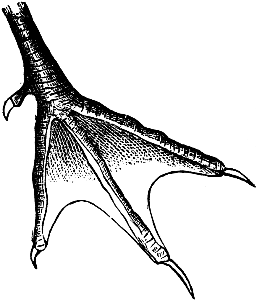 Incised Webbed Foot of a Tern | ClipArt ETC