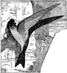 "Cotile riparia. Bank Swallow. lustreless mouse-brown; wings and tail fuscous. Below, white, with a broad pectoral band of the color of the back. A dusky ante-orbital spot." Elliot Coues, 1884