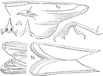 "Generic details of a Myiadestes townsendi (Townsend's Flycatching Thrush); bill and foot nat. size, wing and tail 3/4ths."