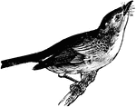 "Similar to V. gilvus, but smaller; colors paler; bill more depressed; upper mandible almost black; 2d quill much shorter than 6th" Elliot Coues, 1884