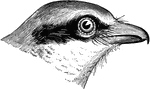 "Lanius borealis. Great Northern Shrike. Butcher-bird. Great Grey Shrike. Above, clear bluish-ash, blanching on rump and scapulars; below, white, always vermiculated transversely with fine wavy blackish lines; a broad black bar along side of head, not meeting its fellow across forehead, interrupted by a white crescent on under eyelid, and bordered above by hoary white that also occupies the extreme forehead; wings and tail black, the former with a large white spot near base of the primaries, and white tips of most of the quills, the latter with the outer web of the outer feather edged, and all the feathers excepting the middle pair broadly tipped, with white, and with concealed white bases; bill and feet bluish-black; eyes blackish. Elliot Coues, 1884