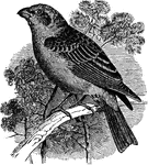"Pinicola enucleator. Pine Grosbeak. Light carmine or rosy-red, feathers of back with dusky centres; lower belly and under tail-coverts gray, and, in general, the red continuous only in highly plumaged specimens. Nasal tufts and lores blackish. Wings blackish; primaries with narrow white or rosy edging, inner secondaries more broadly edged with white, ends of greater and middle coverts white or rosy, forming conspicuous wing-bars. Tail like wings, with narrow edgings like those of primaries. Bill blackish, with or without paler base below; feet blackish." Elliot Coues, 1884