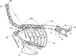 "Fig 56 - Axial skeleton, minus the skull, of an owl, Asio wilsonianus, life size; from nature by Dr. R.W. Shufeldt, USA.at, atlas; ax,axis; cv, cervical vertebrae; c, c', cervical ribs, or free pleurapophyses; dv, dorsal vertebrae, excepting the last one, which joins the sacrum; R, two of the six true ribs (pleurapophyses), whereof sr is sacral; u, one of the five uncinate processes or epipleura; cr, two of the six sternal ribs(haemapophyses), whereof the sixth floats; p, pelvic or sacral region of the spine, comprehending one dorsal, and several lumbar, sacral proper, and urosacral vertebrae; I ilium; Is, ischium; P pubis; a, acetabulum; in, ischio-iliac foremen; o, obturator foramen; clv, caudal or coccygeal vertebrae, whereof py is the pygostyle; s, scapula; ohs, os humero-scapulare; cl, clavicle; C, coracoid; S, sternum." Elliot Coues, 1884