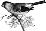 "Pyrrhula cassini. Cassin's Bullfinch. Above, clear ashy-gray; below, cinnamon-gray; rump and under wing- and tail-coverts white; wings and tail, crown, chin and face black; outer tail-feathers with a white patch, greater wing-coverts tipped and primaries edged with whitish; bill black; feet dusky." Elliot Coues, 1884