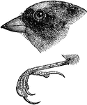 "Bill small, short, straight, very acute, more or less compressed, the lateral outlines usually a little concave, those of culmen and gonys straight; commissure straight to the slight angulation. Base of bill thickly beset with a ruff of antrorse plumules, concealing the small nasal fossae and round nostrils. Wings longer than tail, pointed by first 3 primaries. Tail rather long for this group, forked. Feet small and weak, but tarsi longer than middle toes without claw; lateral toes of equal lengths, their claw-tips falling beyond base of middle claw. Hind claw much longer, stouter and more curved than the middle, exceeding its digit in length. Size small; plumage streaky with dusky, white, and flaxen colors, crown crimson, face and throat blackish; sexes otherwise dissimilar; with rosy or carmine on breast, wanting in. Scarcely different from Linota (flavirostris, etc.) the pattern of coloration being the most available distinction." Elliot Coues, 1884