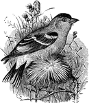 "Astragalinus tristis. American Goldfinch. Yellow-bird. Thistle-bird. In summer: Rich yellow, changing to whitish on the tail-coverts; a black patch on the crown; wings black, ore or less edged with white; lesser wing-coverts white or yellow; greater coverts tipped with white; tail black, every feather with a white spot; bill and feet flesh-colored. In September, the black cap disappears; the general plumage changes to a pale flaxen-brown above and whitey-brown below, with traces of the yellow, especially about the head; wings and tail much as in summer; sexes then much alike: this continues until the following April or May." Elliot Coues, 1884