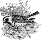 "Centrophanes lapponicus. Lapland Longspur. Whole head, throat and breast jet-black, bordered with buffy or whitish, which forms a post-ocular stripe separating black of crown from that of sides of head, sometimes continues to the bill. A broad cervical chestnut collar, separated from the black cap by whitish or buffy line and nuchal spot. Upper parts brownish-black completely streaked with buff or whitish edges of the feathers; under parts white, the sides streaked with black. Wings dusky, with pale or brownish edgings of the feathers, but no strong markings. Tail like wing, with large white spaces on outer 3 feathers. Bill yellow, black-tipped. Legs and feet black." Elliot Coues, 1884