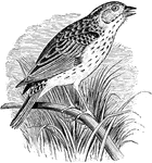 "Passerculs bairdi. Baird's Savanna Sparrow. Inner secondaries less elongated, rarely equaling the primaries in the closed wings. First 4 quills about equal and longest. Hind toe and claw about equaling the middle toe and claw, its claw about equaling the digit. Tail shorter than wing, lightly double-rounded (central and outer pair of feathers both little shorter than the intermediate ones). Top of head streaked with black and rich brownish-yellow. or buff, the former predominating laterally, the latter chiefly as a median stripe, but also suffusing the nape and sides of head in greater or less degree. Back varied with brownish-black and gray, together with a little bay, the two latter colors forming the edgings of the interscapulars. Rump variegated with gray and chestnut-brown, different in shade from that of the back. Under parts dull white, usually with a faint ochrey tinge on the breast, but often without; a circlet of small, sharp, sparse, dusky streaks across the breast, continuous with others, longer and mostly lighter, along the whole sides, and with others, again, extending up the sides of the neck into small vague maxillary and aurigular markings. When the feathers are perfectly arranged these lateral head-markings are seen to be post-ocular stripe just over the auricular spot, a streak starting from the angle of the mouth, and another heavier one parallel with and below this, running directly into the pectoral ones. Quills without special marking, excepting the elongated inner secondaries, which correspond with scapulars. Tail the same, slightly whitish-edge. Upper mandible mostly dark, lower pale. Feet flesh-colored." Elliot Coues, 1884