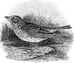 "Passercules s. savana. Common Savanna Sparrow. Thickly streaked everywhere above, on sides, and across breast; a superciliary line, and edge of the wing, yellowish: lesser wing-coverts not chestnut; legs flesh-color; bill rather slender and acute; tail nearly even, its outer feathers not white; longest secondary nearly as long as the primaries in the closed wing. Above, brownish-gray, streaked with blackish, whitish-gray and pale bay, the streaks largest on interscapulars, smallest on cervix, the crown divided by an obscure whitish line; sometimes an obscure yellowish suffusion about head besides the streak over the eye. Below, white, pure or with faint buffy shade, thickly streaked, as just stated, with dusky- the individual spots edged with brown, mostly arrow-shaped, running in chains along the sides, and often aggregated in an obscure blotch on the breast. Wings dusky, the coverts and inner secondaries black-edged and tipped with bright bay; tail-feathers rather narrow and pointed, dusky, not noticeably marked." Elliot Coues, 1884