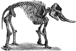 Mastodons or Mastodonts are members of the extinct genus Mammut of the order Proboscidea and form the family Mammutidae; they resembled, but were distinct from, the woolly mammoth, which belongs to the family Elephantidae. Mastodons were browsers, while mammoths were grazers.