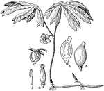 An illustration of a Mayapple plant. "a, the flower-bud with the bractlets; b, a stamen; c, the pistil; d, the fruit; e, the fruit cut longitudinally." -Century, 1889 Podophyllum peltatum (the mayapple) is a herbaceous perennial plant in the family Berberidaceae, native to the eastern part of North America. The stems grow to 30-40 cm tall, with palmately lobed leaves up to 20-30 cm diameter with 5-9 deeply cut lobes. The plant produces two growth forms. The ones with a single umbrella-like leaf do not produce any flower or fruit. The plants having a twin leaf (rarely three-leaf) structure, however, bear a single white flower 3-5 cm diameter with six (rarely up to nine) petals, between the two leaves; this matures into a yellow-greenish fruit 2-5 cm long. The plant appears in colonies in open woodlands. Individual shoots are often connected by systems of thick tubers and rhizomes.