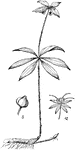 An illustration showing both the flower (a) and fruit (b) of the Indian Cucumber-root plant. Medeola virginiana or Indian Cucumber-root is a perennial plant in the genus Medeola. It occurs with either a single tier or two tiers of leaves. The upper tier consists of from three to five whorled leaves on the stem above a lower tier of five to nine (also whorled). Only the two-tiered plants produce flowers which are green-to-yellow and appear from May to June. When two-tiered, it grows up to 30 inches high. The waxy leaves are typically 2.5 inches long and about an inch wide, but can be as long as five inches. The leaves have an entire margin. It typically produces three dark blue to purple, inedible berries above the top tier of leaves in September.