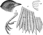 "Ammodramus. Seaside Sparrow. Bill remarkably slender and lengthened for this family, with culmen toward end, gonys straight, and sometimes an evident lobation of the cutting edge of the upper mandible. Wings short and rounded, yet longer than tail; inner secondaries, though not elongate, reaching nearly to end of primaries when wing is closed; point formed by 2d-4th quills. Feet large and stout, reaching outstretched about to the end of tail; tarsus about equal to middle toe and claw in length; lateral toes of equal lengths, very short, their claws under reaching base of middle claw. Tail shorter or not longer than wings, much rounded, of narrow, stiffish, sharp-pointed feathers. Embracing small streaky marsh sparrows, especially of the sea-coast, but not exclusively maritime, as long supposed; remarkable for slenderness of the bill, sharp narrow tail-feathers, and stout feet fitted for grasping slender swaying reeds. Edge of wing bright yellow; a yellow spot of buff stripe on head; upper parts olive-gray or quite blackish, streaky." Elliot Coues, 1884