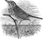 "Ammodramus maritimus. Seaside Finch. Olive-gray, obscurely streaked on back and crown with darker and paler; below, whitish, often washed with brownish, shaded on sides with color of back, and with ill-defined dark streaks on breast and sides; maxillary stripes on the same; wings and tail plain dusky, with slight olivaceous edgings; wing-coverts and inner quills somewhat margined with brown; edge of wing bright yellow; a bright yellow spot on lore, and often often some vague brownish and dusky markings on side of head; bill plumbeous, or dark horn-blue; feet dark." Elliot Coues, 1884