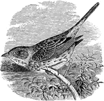 "Melospiza lincolni. Lincoln's Song Sparrow. Below, white, with a broad brownish-yellow belt across breast, the sides of the body and neck, and the crissum, washed with the same; extent and intensity of this buff very variable, often leaving only chin, throat, and belly purely white, but a pectoral band is always evident. All the buffy parts sharply and thickly streaked with dusky. Above, grayish-brown, with numerous sharp black-centred, brown-edged streaks. Top of head ashy, with a pair of dark brown black-streaked stripes; or, say, top of head brown, streaked with black, and with median and lateral ashy stripes. Below the superciliary ashy stripe is a narrow dark brown one, running from eye over ear; auriculars also bounded below by an indistinct dark brown stripe, below which and behind the auriculars the parts are suffused with buff. Wings with much rufous-brown edging of all the quills; inner secondaries and coverts having quite black central fields, with broad bay edging, becoming whitish toward their ends. Tail brown, the feathers with pale edges, and the central pair at least with dusky shaft-stripes. Bill blackish, lighter below; feet brownish." Elliot Coues, 1884