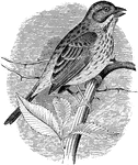 "Melospiza fasciata. Song Sparrow. Silver-tongue. Below, white, slightly shaded with brownish on the flanks and crissum; with numerous black-centred, brown-edged streaks cross breast and along sides, usually forming a pectoral blotch and coalescing into maxillary stripes bounding the white throat; crown dull bay, with fine black streaks, divided in the middle and bounded on either side by ashy-whitish lines; vague brown or dusky and whitish markings on sides of the head; a brown post-ocular stripe over the gray auriculars, and another, not so well defined, from angle of mouth below the auriculars; the interscapular streaks black, with bay and ashy-white edgings; rump and cervix grayish-brown, with merely a few bay marks; wings with dull bay edgings, the coverts and inner quills marked like the interscapulars; tail plain brown, with darker shaft lines, on the middle feathers at least, and often with obsolete transverse wavy markings. Very constant in plumage, the chief difference being in the sharpness and breadth of the markings, due in part to the wear of the feathers. In worn midsummer plumage, the streaking is very sharp, narrow, and black, from wearing of the rufous and whitish, especially observable below where the streaks contrast with white, and giving the impression of heavier streaking than in fall and winter, when in fresher feather, the markings are softer and more suffuse. The aggregation of spots into a blotch on the middle of the breast is usual. Bill dark brown, paler below; feet pale brow." Elliot Coues, 1884