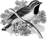 "Amphispiza bilineata. Black-throated Sparrow. Black-faced Sage Sparrow. face, chin, and throat sharply jet-black; a strong white superciliary line, and another bounding the black of the throat; under eyelid white; auriculars dark slate. No yellow anywhere. Below, pure white; the sides, flanks, and crissum shaded with ashy or fulvous-brownish, but no streaks. Above, uniform grayish-brown; clearer ash in high plumage, otherwise browner, generally more shy anteriorly than behind, and shading insensibly into the black of the face. wings dusky; coverts and inner quills edged with the color of the back. Tail black, with narrow grayish edgings; the outer feather sharply edged and tipped with white, and several others similarly tipped. Bill and feet plumbeous-black." Elliot Coues, 1884