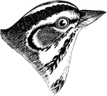 "Chondestes grammica. Lark Sparrow. Lark Finch. Head variegated with chestnut, black, and white; crown chestnut, blackening on forehead, divided by a median stripe, and bounded by superciliary stripes, of white; a black line through eye, and another below eye, enclosing a white streak under the eye and the chestnut auriculars; next, a sharp black maxillary stripe not quite reaching the bill, cutting off a white stripe from the white chin and throat. A black blotch on middle of breast. Under parts white, faintly shaded with grayish-brown; under arts grayish-brown, the middle of the back with fine black streaks. Tail very long, its central feathers like the back, the rest jet-black, broadly tipped with pure white in diminishing amount from the lateral pair inward, and the outer web of the outer pair entirely white." Elliot Coues, 1884